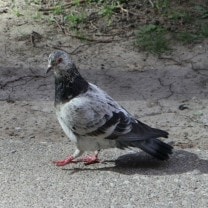 Passeio para observação de aves exóticas